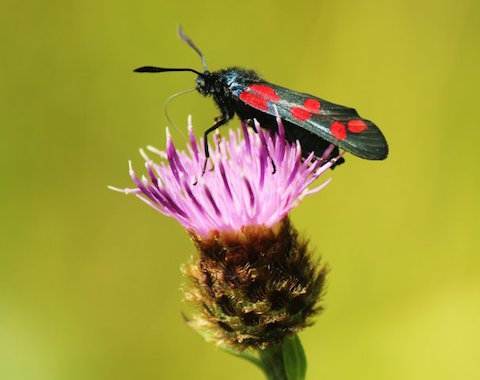 Six-spotted burnet – a day-flying moth.