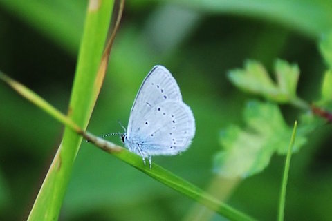 Small blue on Pewley Down.