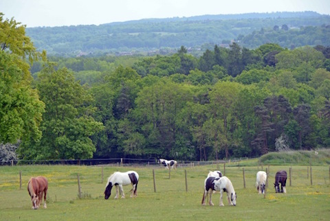 Some of the horses at Mane Chance Sanctuary. Picture by Dani Maimone.