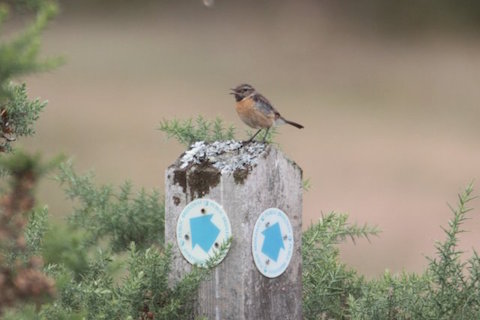 Stonechat on Thursley Common points out which direction I should go.