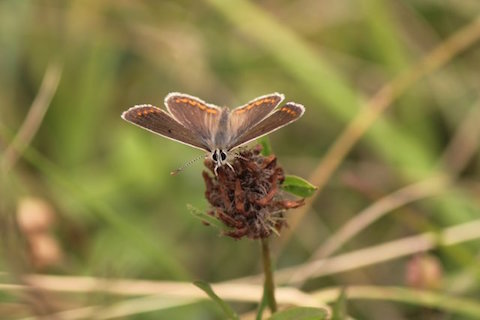 Unlike most other blues, the brown argus has no blue scales on its upper side.