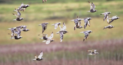 Grey plovers at Farlington.