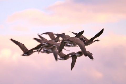 A squadron of Canada geese take flight.