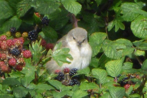 Barred warbler on Staines Moor.