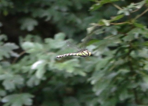 I believe this is a female southern hawker dragonfly.