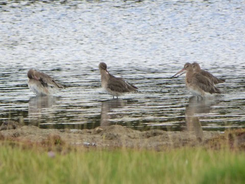 Black-tailed godwits at Farlington.