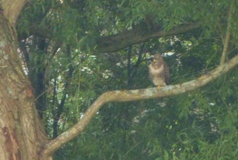 Common buzzard at Unstead.