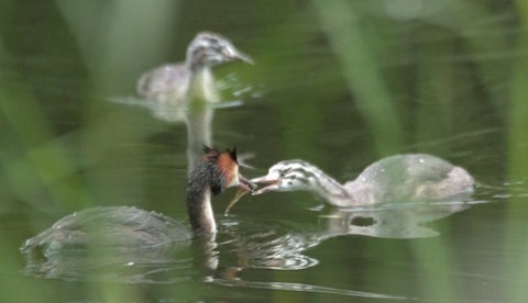 Great crested grebe on Stoke Lake feeds a freshly caught fish to one of its young.