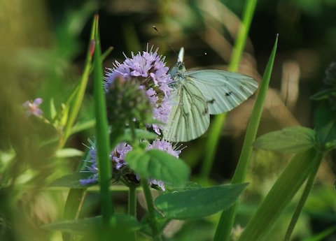 Green-veined white.