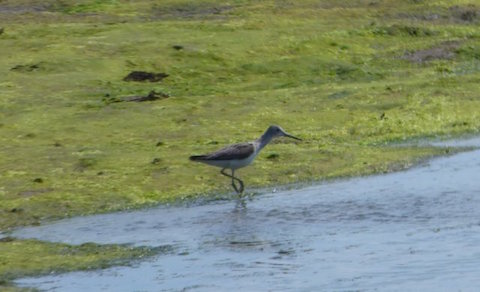 Greenshank at Farlington.