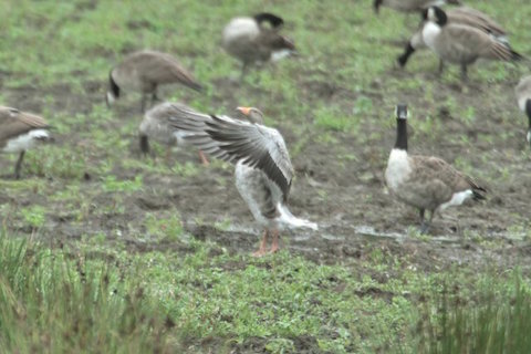 Greylag goose among the Canada geese at Stoke Lake.