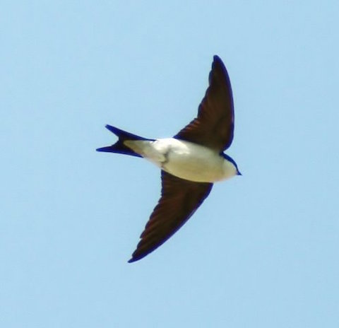 House martin.