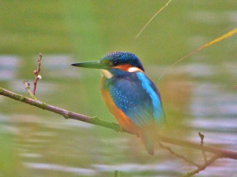 Kingfisher by Stoke Lake.