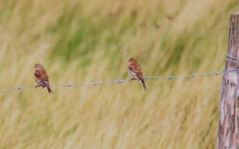 Linnets at Farlington.