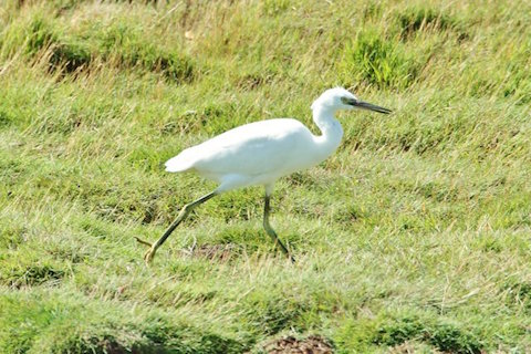 Little egret at Farlington.