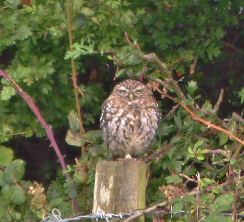 Little owl on Staines Moor.