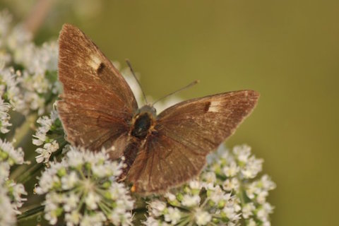 Male brown hairstreak with its wings open.