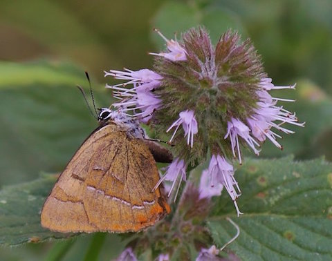 Male brown hairstreak.