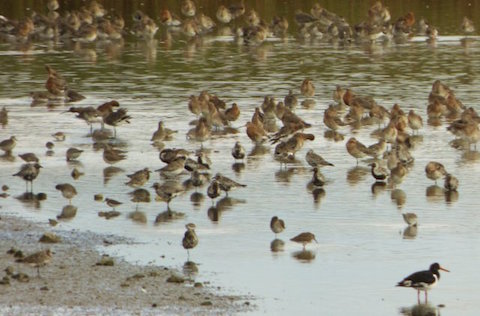 Mixed flocks of waders starting to build up on the lagoons at Farlington.