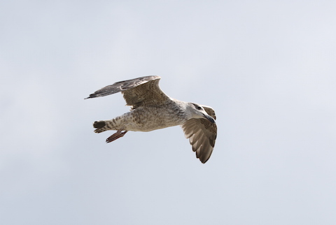 A juvenile harring gulls flies over before the vintage aircraft!