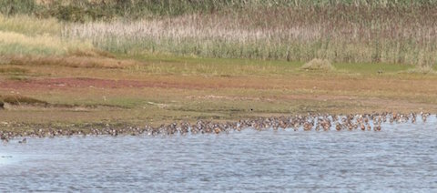 One of the inland lagoons at Farlington marsh.