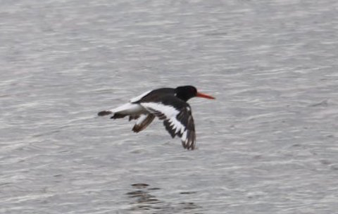 Oystercatcher at Farlington.