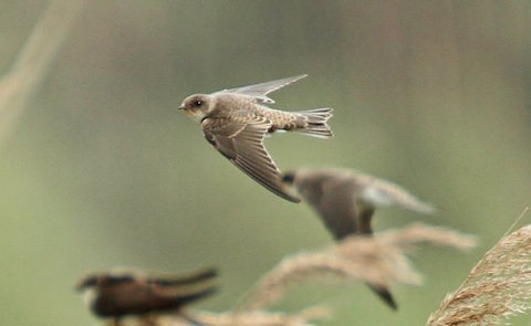 Sand martins.