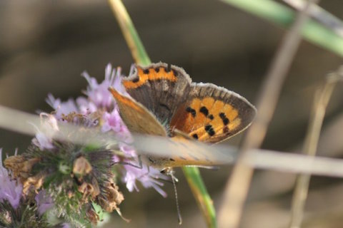 Small copper.