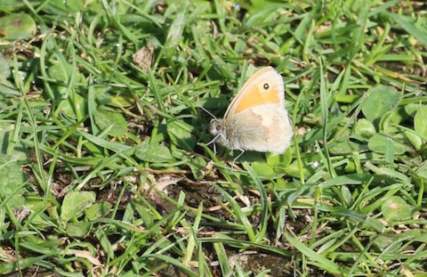 Small heath butterfly at Farlington.