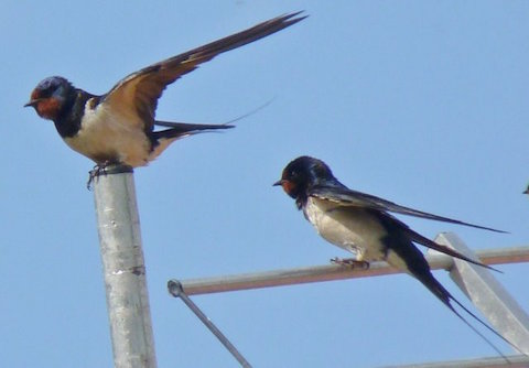 Swallows.