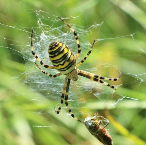 Wasp spider at Tice's Meadow.