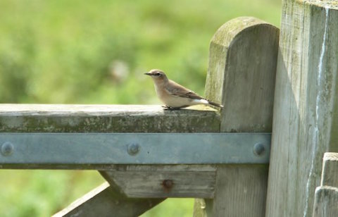 Wheatear at Farlington.