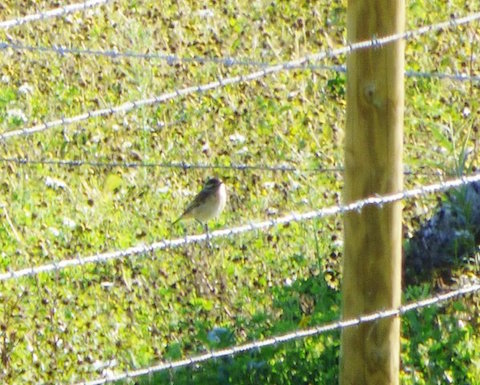 Whinchat at Tice's Meadow.