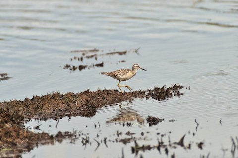 Wood sandpiper. This picture I took last year on Thursley Common.