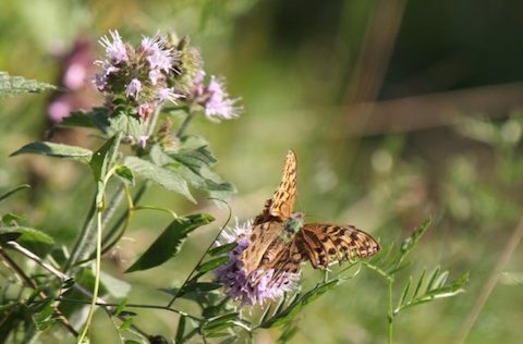 Silver-washed fritillary.