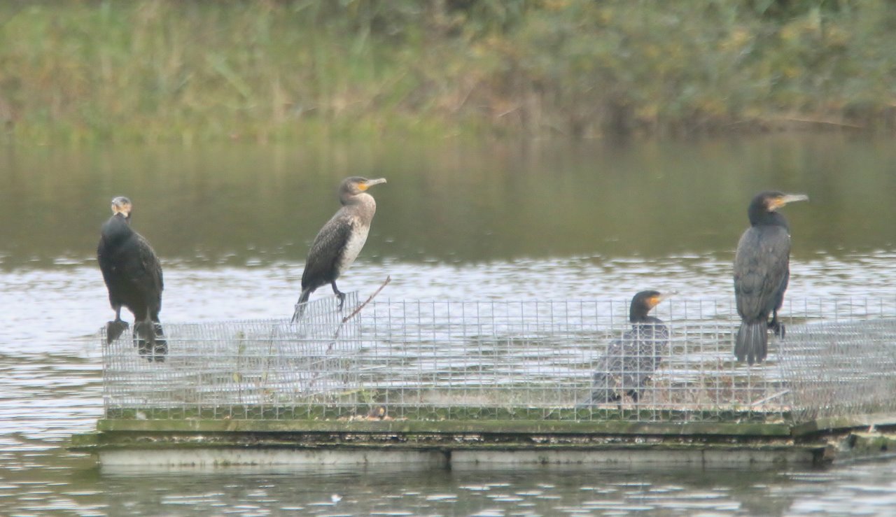 A small 'gulp' of cormorants on the tern raft at Stoke Lake.