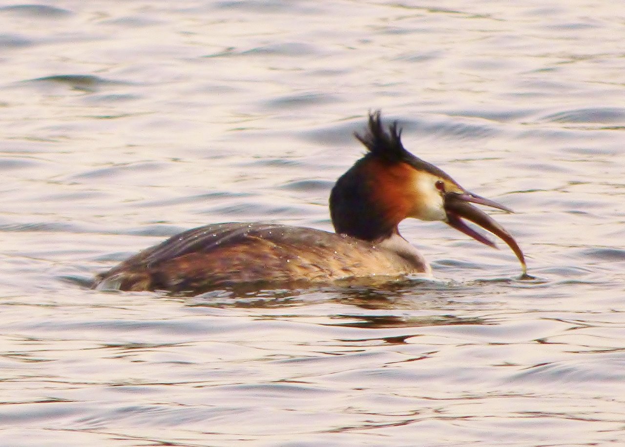 Adult great crested grebe with fish.