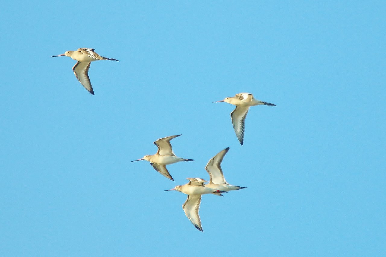 Black-tailed godwits in flight.