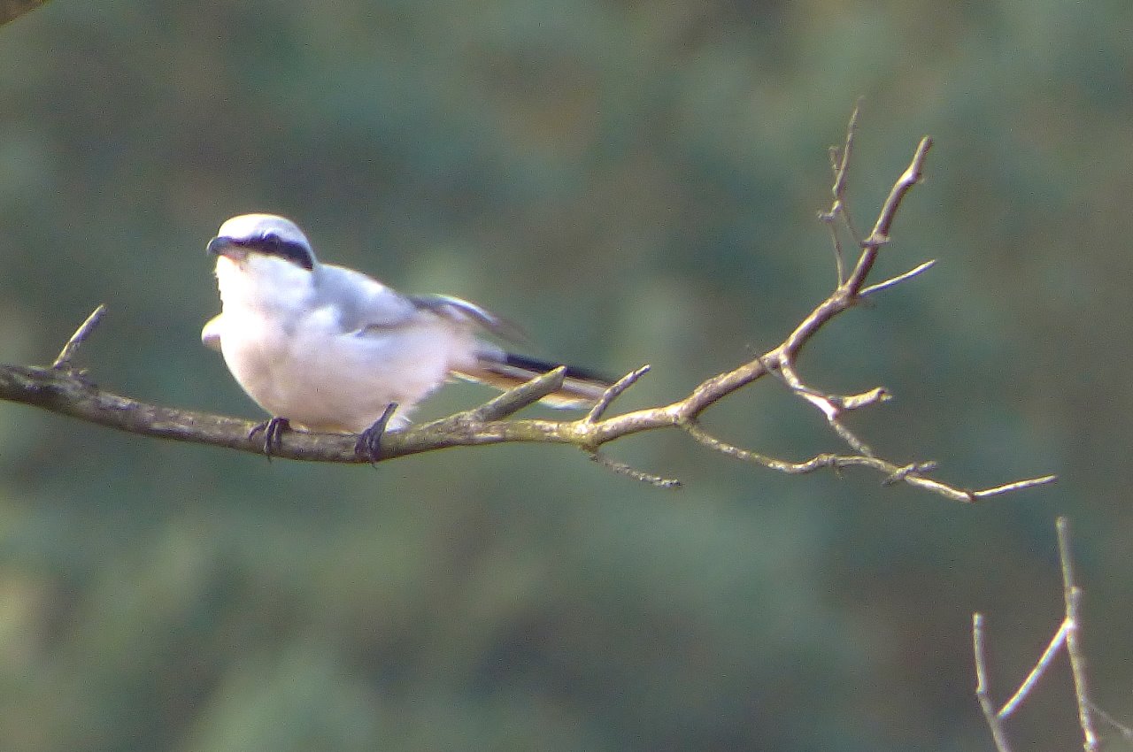 Great grey shrike on Thursley Common. Small numbers come to the UK in autumn and spend the winter here.