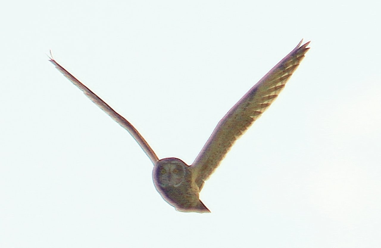 Short-eared owl at Farlington - ''If only I had the sun behind me!''