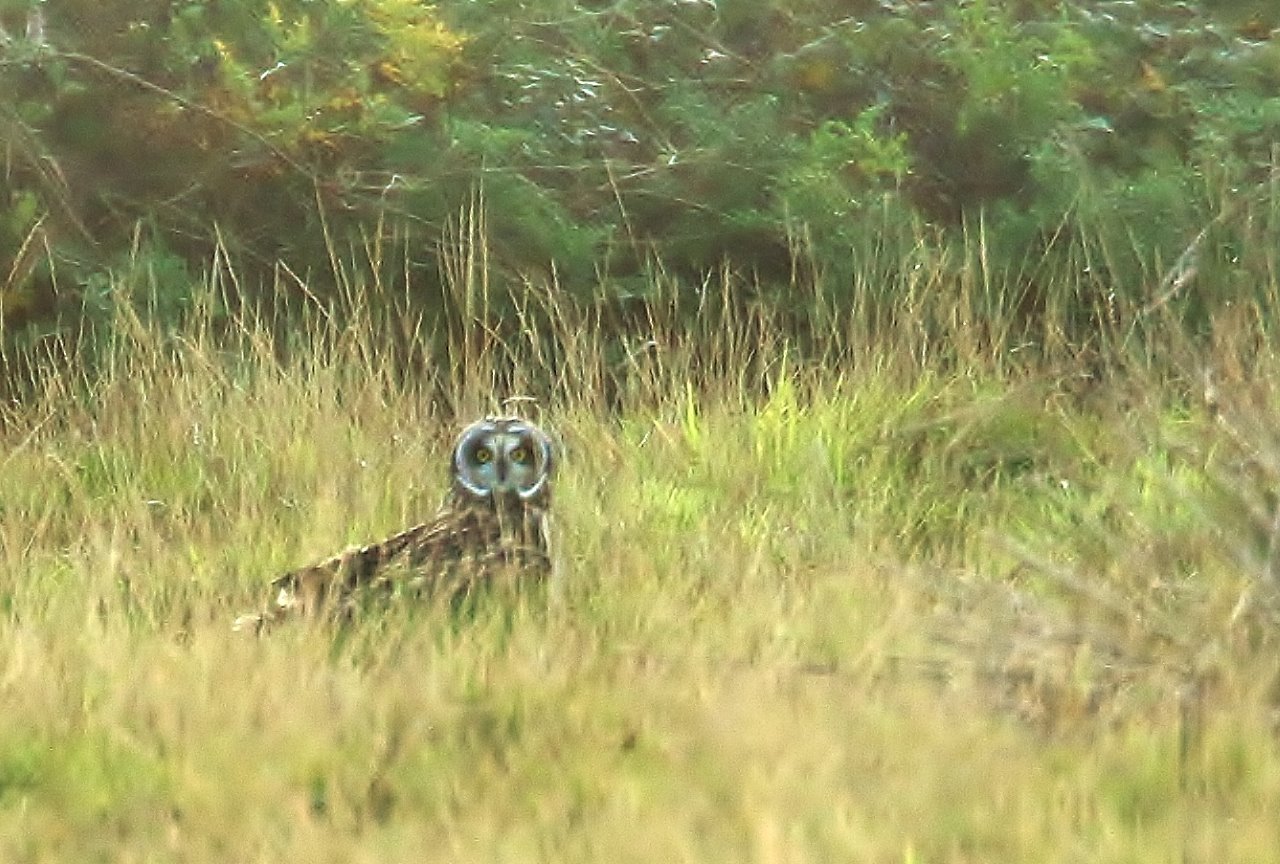 Short-eared owl lands close by.