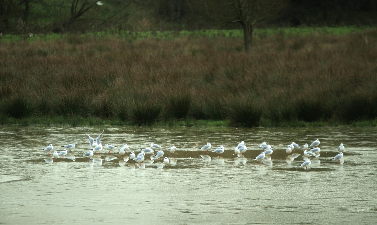 Black-headed gulls winter  gathering as a brief cold spell puts a thin layer of ice on the flooded scrape by Stoke Lock.