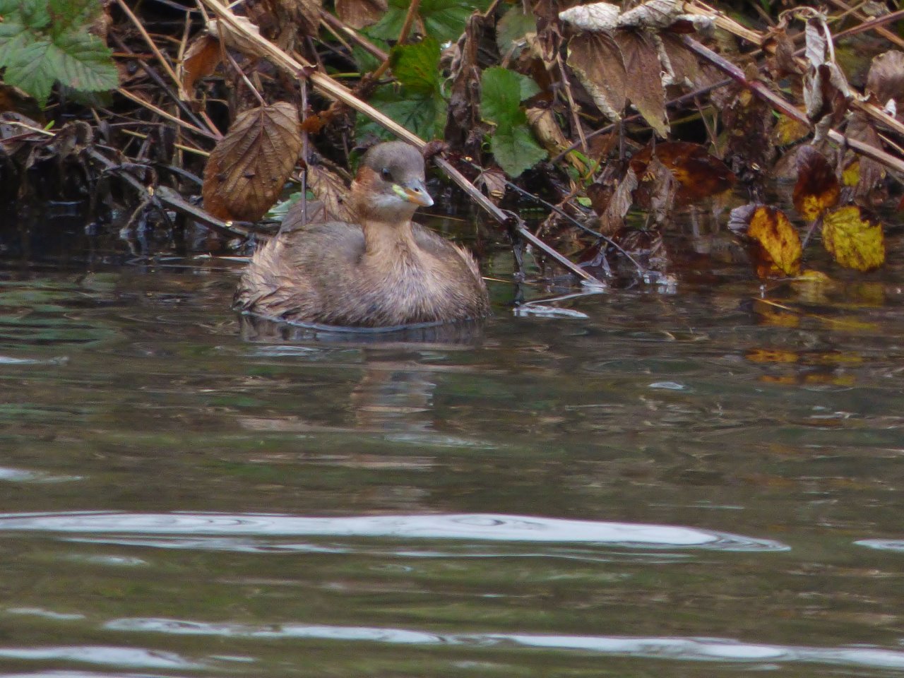 Dabchick (little grebe) on the River Wey.