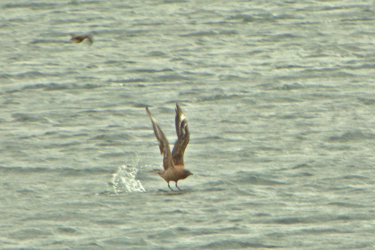 Great skua (bBonxie) takes flight at Island Barn Reservoir.