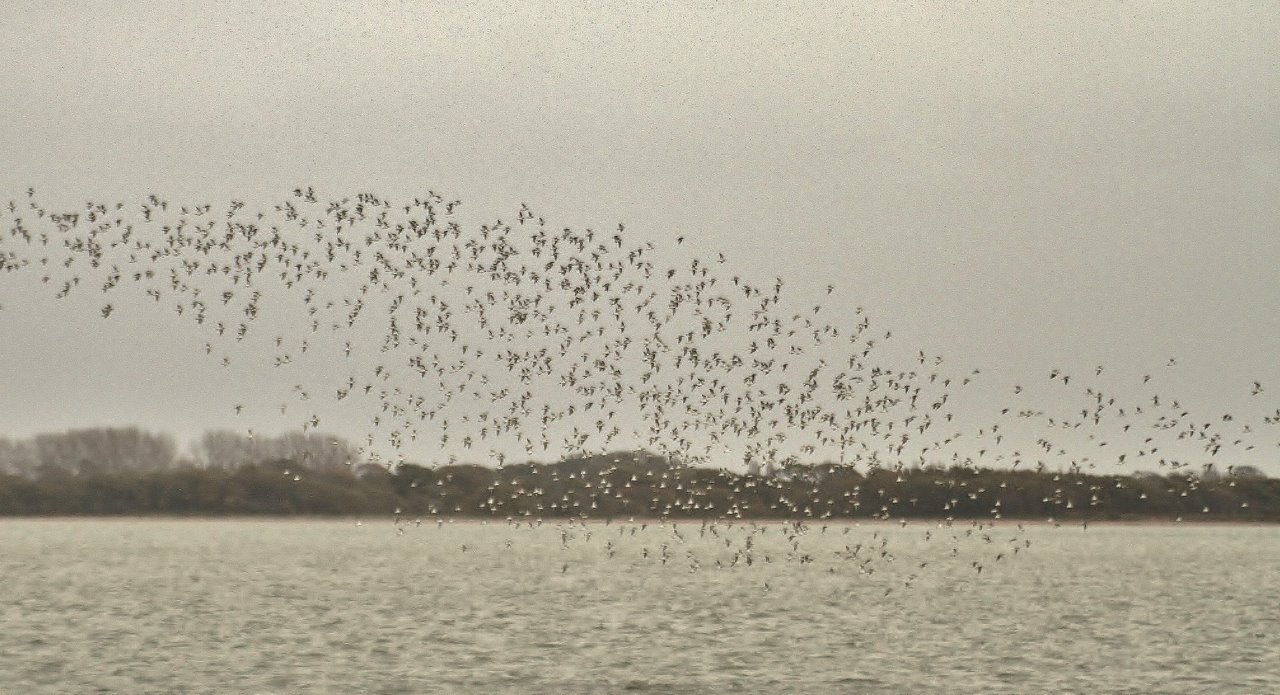 Large flocks of dunlin at Farlington.