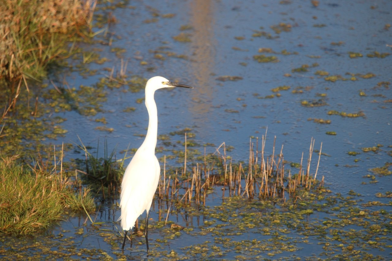Little egret - a common sight at Farlington.