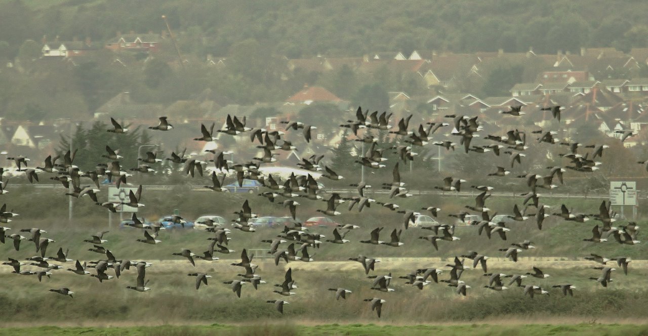 One of the many flocks of brent geese seen around the reserve at Farlington.