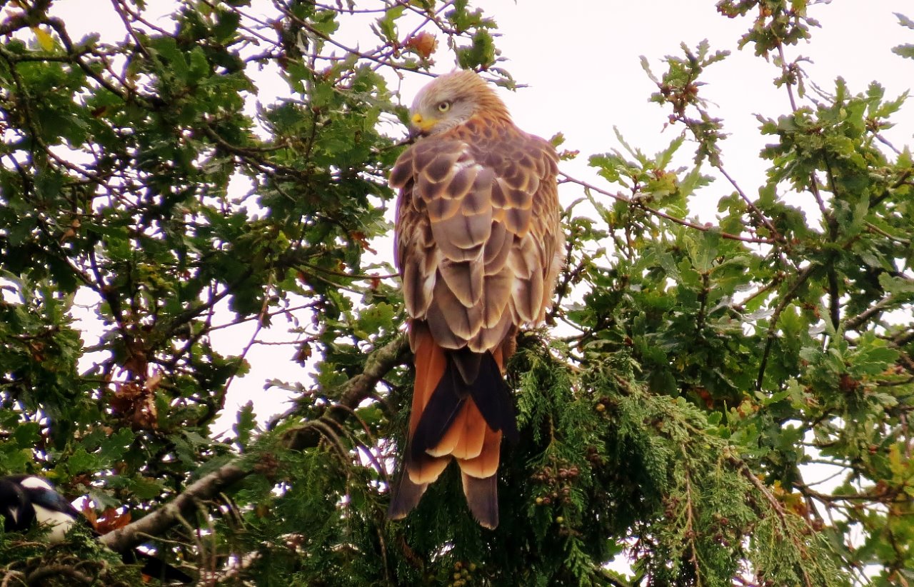 Red kite once persicuted to the brink of extinction in the UK. Pictures by Bob Smith.