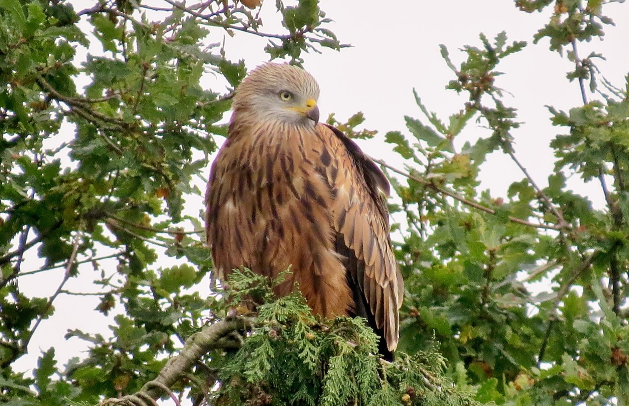 Red kite perched in tree in Bob's garden.