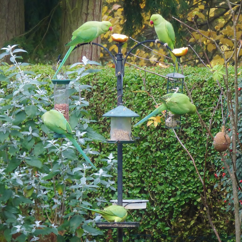 Ring-necked parakeets on Bob's garden feeders.